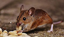 24 Hour & Emergency Exterminators in Eyers Grove, PA